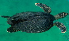 The Australian marine park will protect green turtle nesting sites
