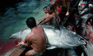 Fisherman land a bluefin tuna