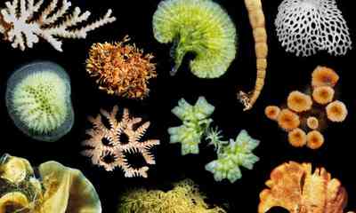 collection of bryozoans