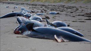 dead whales on Rutland Island