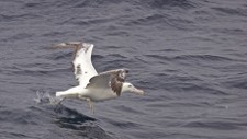 Wandering Albatross taking off