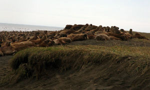 Walrus high on the barrier Island beaches near Pt Lay, Alaska