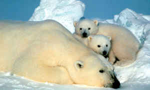 A polar bear and her cubs in Alaska