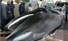 A whale caught and killed by a Japanese 'research' ship