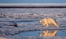 Monnett's findings into the threat to polar bears is under review