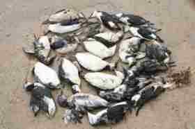 dead guillimots found on NE Norfolk coast