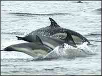 Photograph of dolphins