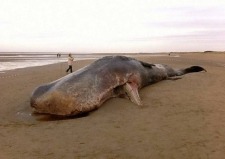 The sperm whale which was found washed up on Old Hunstanton Beach today