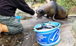 sealion being fed from bucket of Certified Sustainable Seafood
