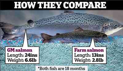 image comparing the size of normal and GM salmon