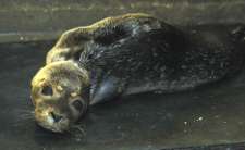 Common seal pup