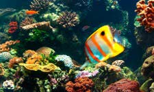 Great Barrier Reef suffering from Australia's decision to allow pesticides