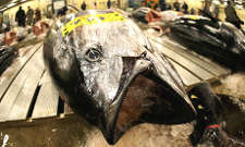 A large tuna lies on a pallet at the Tsukiji fish market in Tokyo