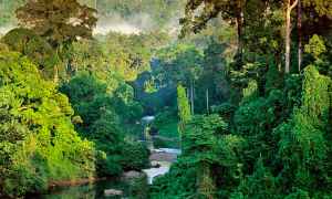 Rainforest, Borneo