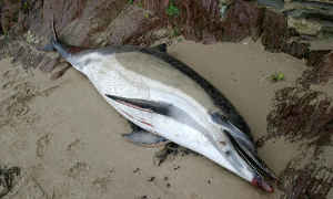 dead dolphin on beach