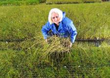 Linda Laxton harvesting Marram Grass she has grown for the Tyneside project