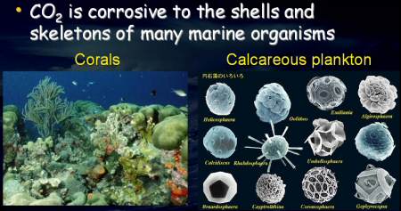 illustrated chart showing corals and calcareous oraganisms