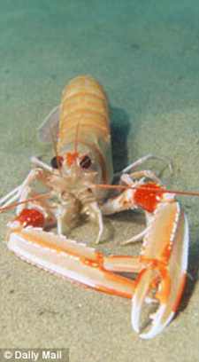Plastic from fishing nets was found in the stomachs of scampi