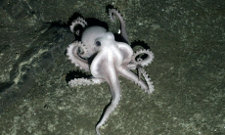 Pale octopus found in the Southern Ocean