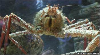 close-up image of the box crab