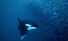 Orca and shoal of herring