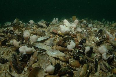 Horse mussel reef with soft corals off the Point of Ayre