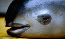 A dead California Gulf porpoise, also known as a vaquita (Phocoena sinus)