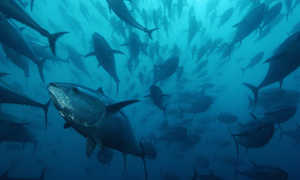 shoal of Atlantic bluefin tuna