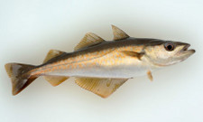 Atlantic pollock or coley fish (Pollachius virens)