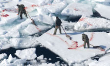 Canadian Seal hunt