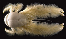 A newly discovered hairy crustacean, the yeti crab, which lives around hydrothermal vents