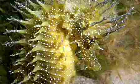 image of a spint seahorse