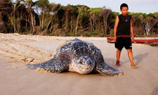 leatherback turtle after laying eggs coming back to sea