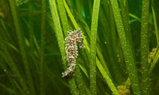 A small spiny seahorse (Hippocampus guttulatus) in a seagrass bed