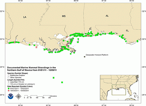 Map of strandings in relation to Deepwater Horizon well