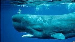 Whale images