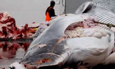 Icelandic whaling season underway