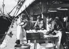 Lumpers sort and grade fish at Lowestoft Fish Market in the 1970s