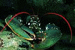 British Marine Animals