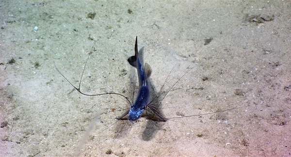 Tripod fish, a deep sea species