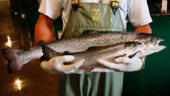 A genetically engineered salmon from AquaBounty Technologies, rear, with a conventionally raised sibling roughly the same age. Credit Paul Darrow for The New York Times 