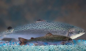 A genetically modified salmon, rear, and a non-genetically modified salmon, foreground. 