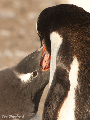 A Gentoo penguin feeds krill to its chick