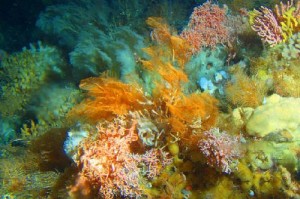 Deep sea corals and sponges