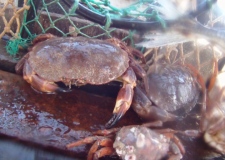 Cromer Crab Cancer Paguris