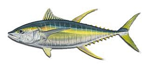 Tuna yellowfin