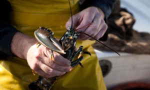 Sustainable fishing in Dorset in MCZ : A lobster caught in Christchurch Bay.