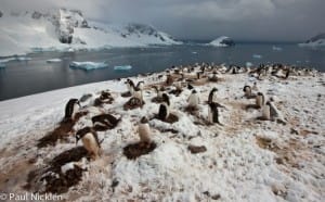 antarctica