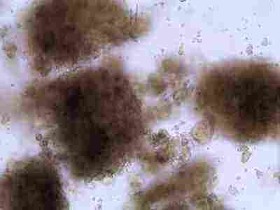 Picture one, taken in mid late July 2005, shows fumed silica in ocean water samples from Nags Head.
