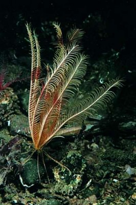Celtic feather star